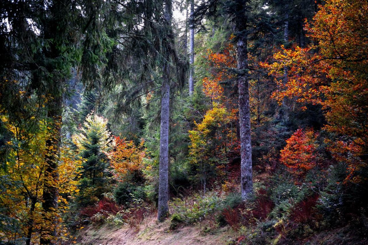 C4 Albmatte-Fewo Sauna, Hallenbad Aussenbecken Massagen Nebenan Menzenschwand Bagian luar foto