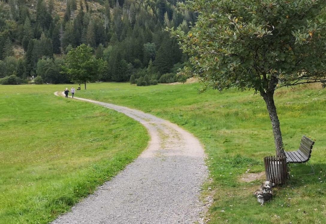 C4 Albmatte-Fewo Sauna, Hallenbad Aussenbecken Massagen Nebenan Menzenschwand Bagian luar foto