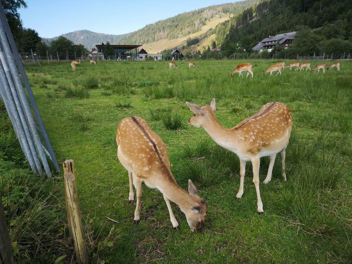 C4 Albmatte-Fewo Sauna, Hallenbad Aussenbecken Massagen Nebenan Menzenschwand Bagian luar foto